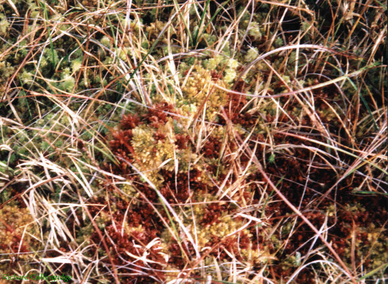 Acidic bog-moss vegetation