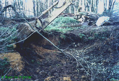 Digger excavating enlarged rabbit holes