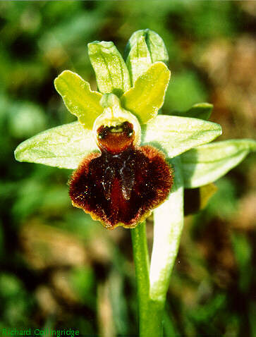 Early spider orchid