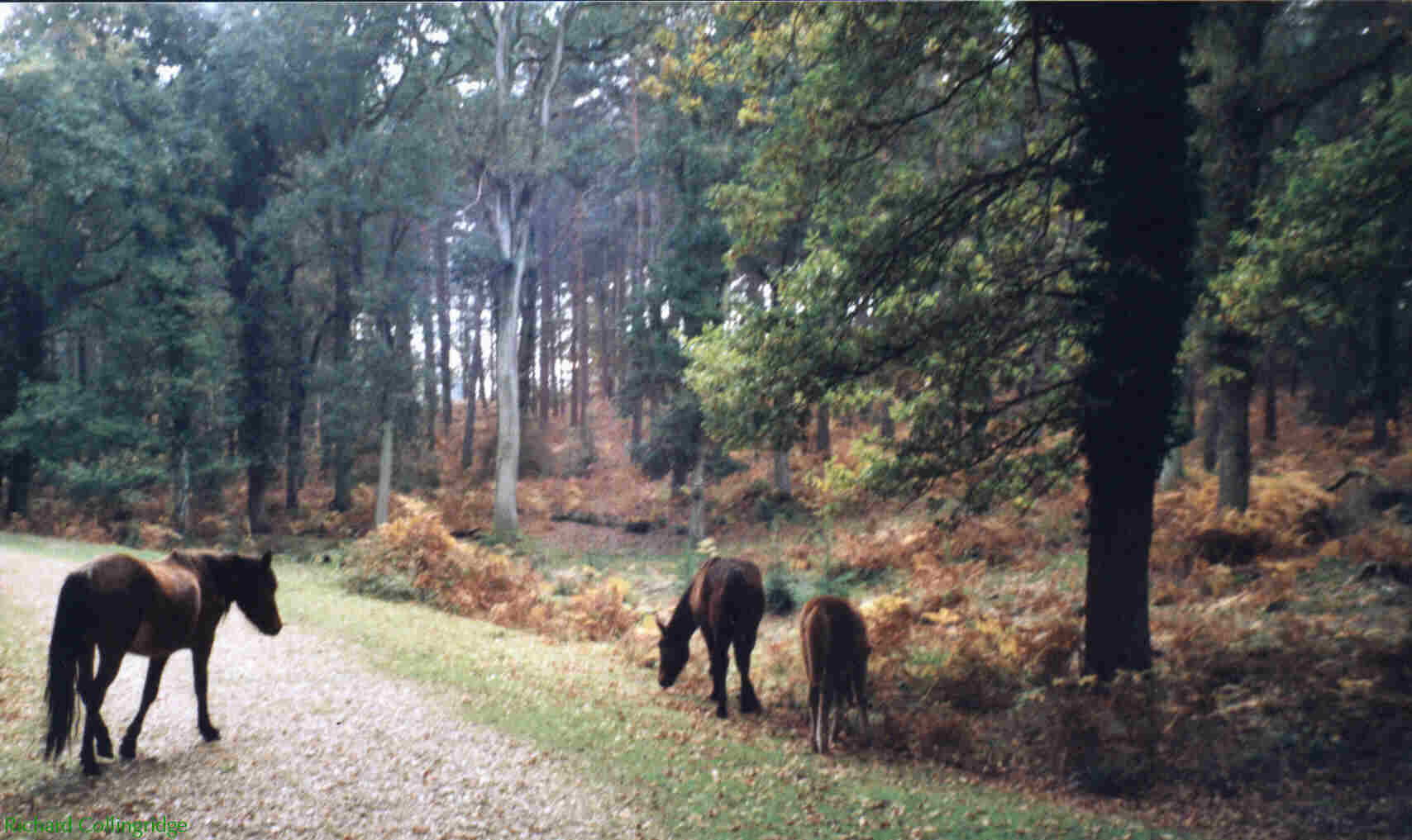 Ponies in New Forest woodland