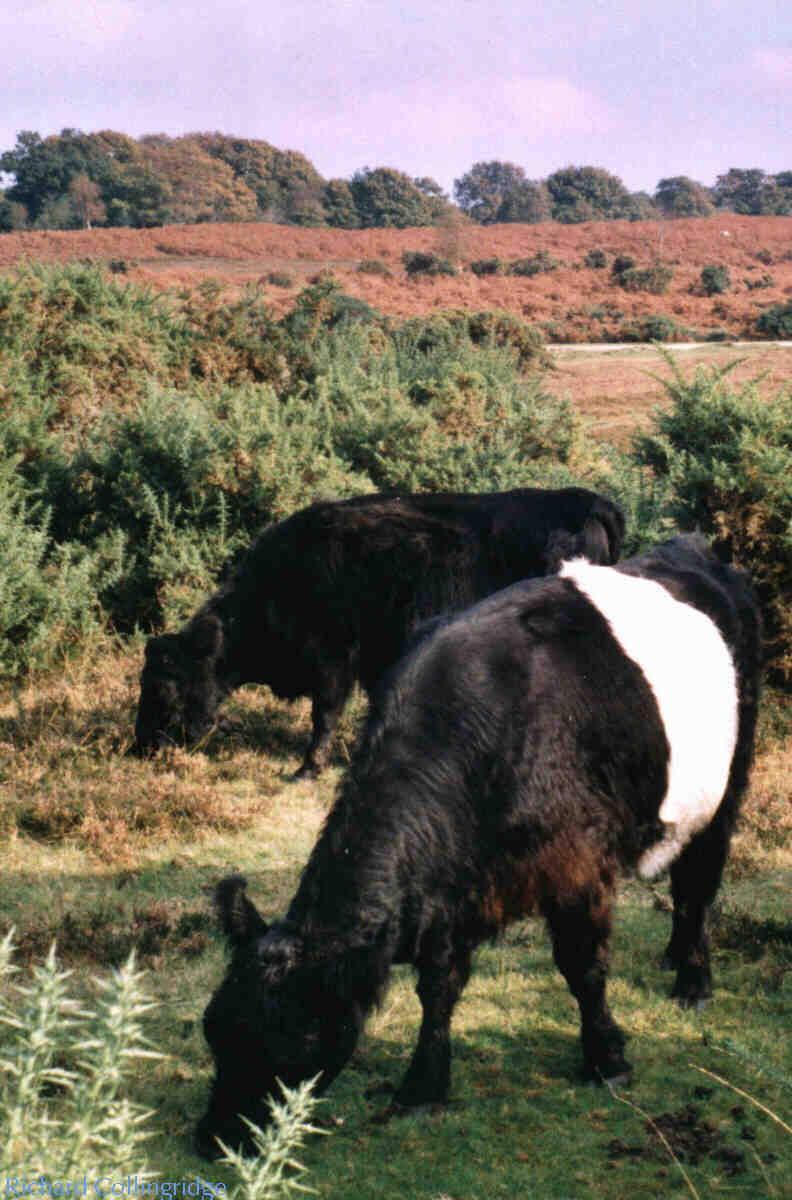 Cattle grazing heathland