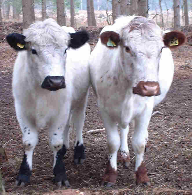 Second-year steer and his mother