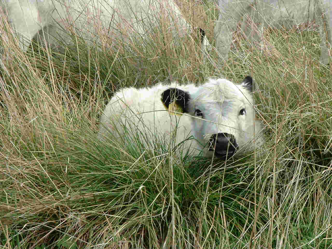 Calf in tussock