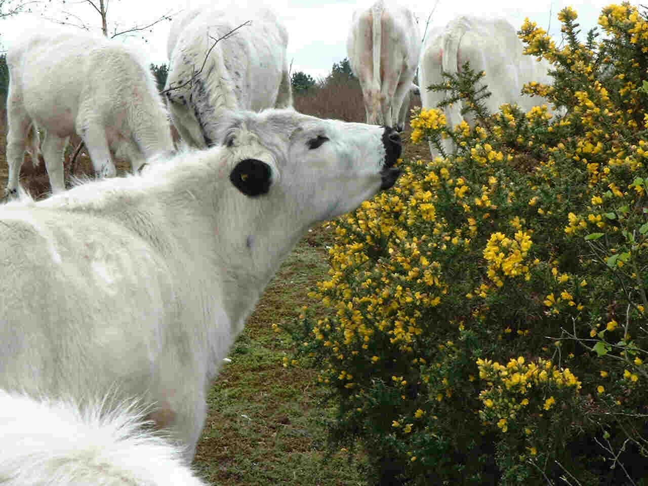 Gorse: nourishing but uncomfortable