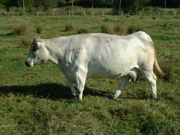 
Flossie