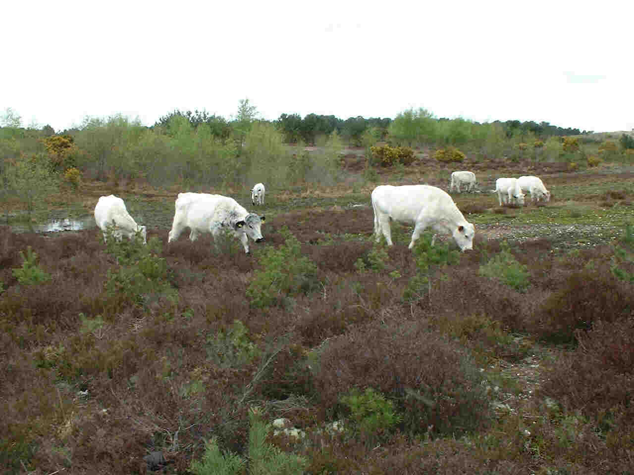 Grazing heathland