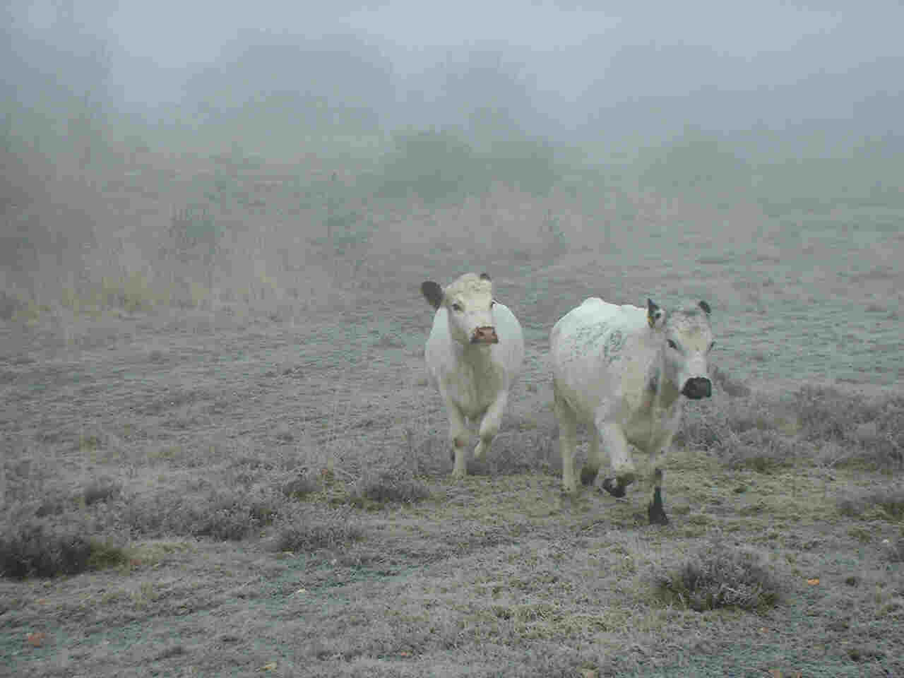 Amy and Gillyflower (2-year-old heifers) in the frost