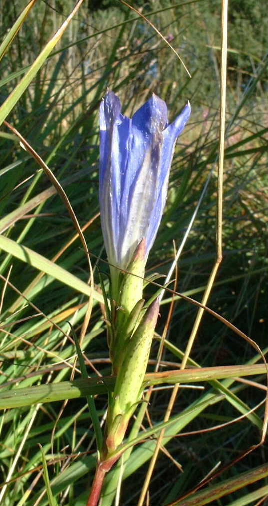 Marsh gentian