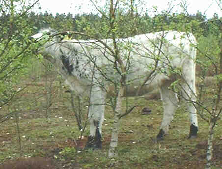 Enthusiastic scrub clearance: Sabina (2-year-old heifer)