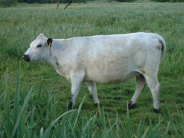 Sallow