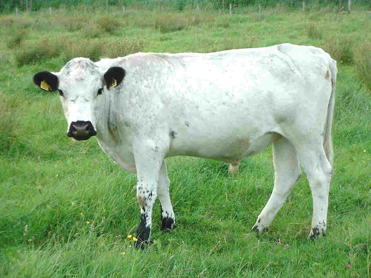 One of this year's steers, fattening on Avon valley grassland in summer 2002