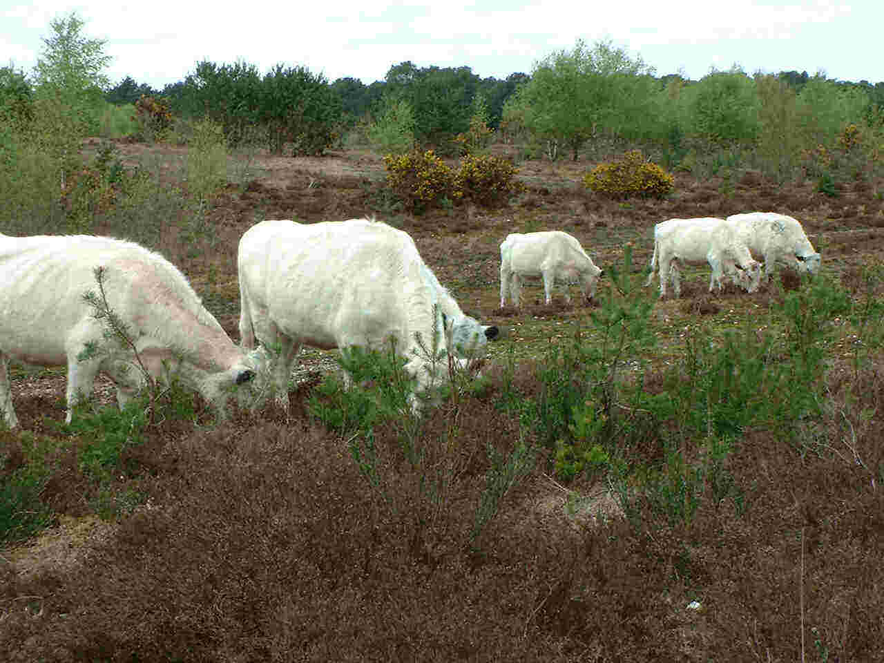 Grazing at Somerley Landfill