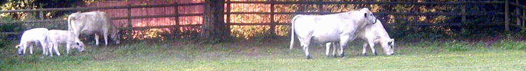 Crunchie the friendly bull is visiting on his holidays