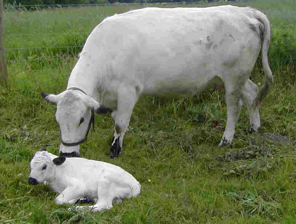 Delilah and her bull calf Deli