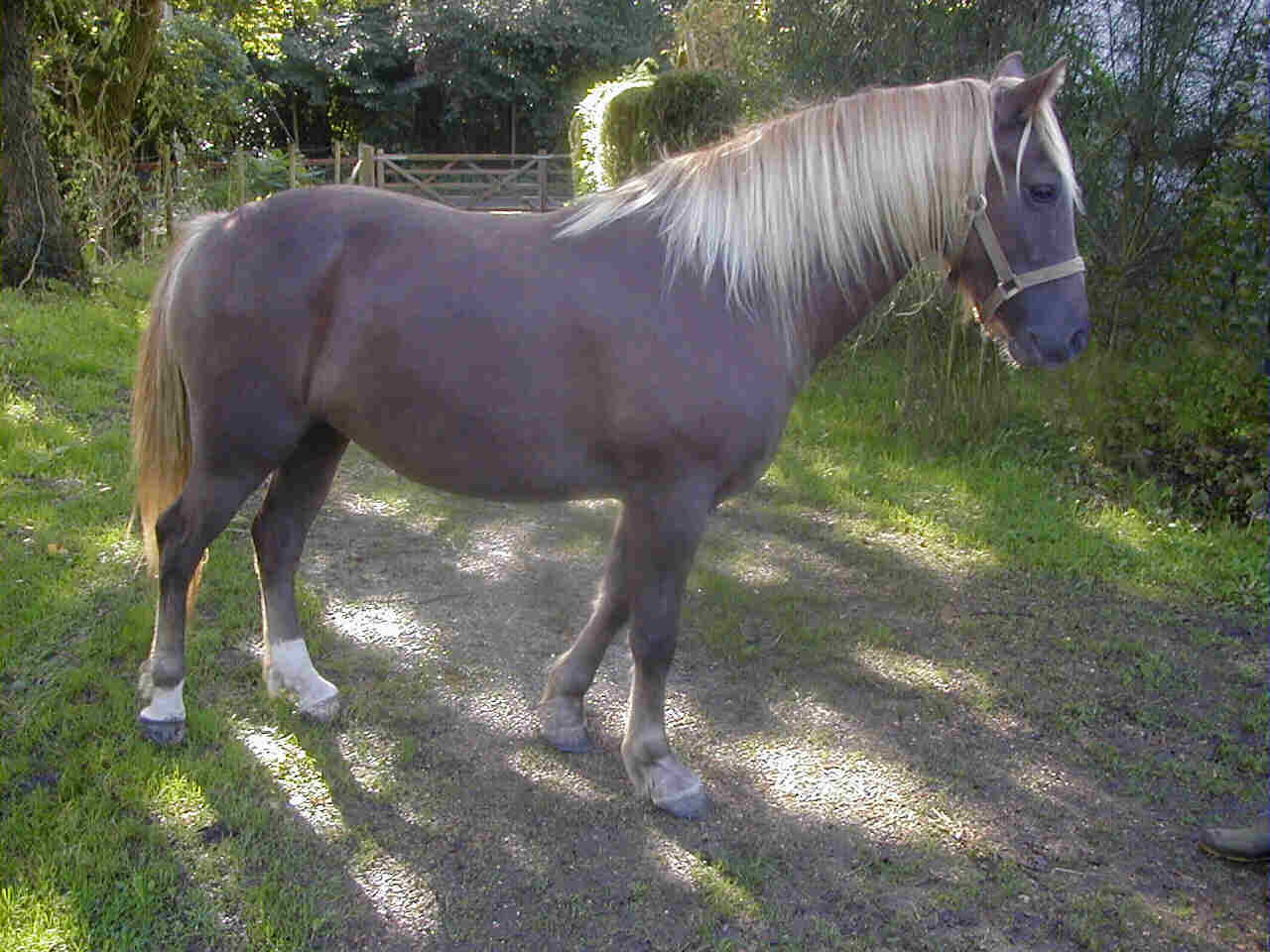 Hazel, 3-year-old Welsh Cob filly