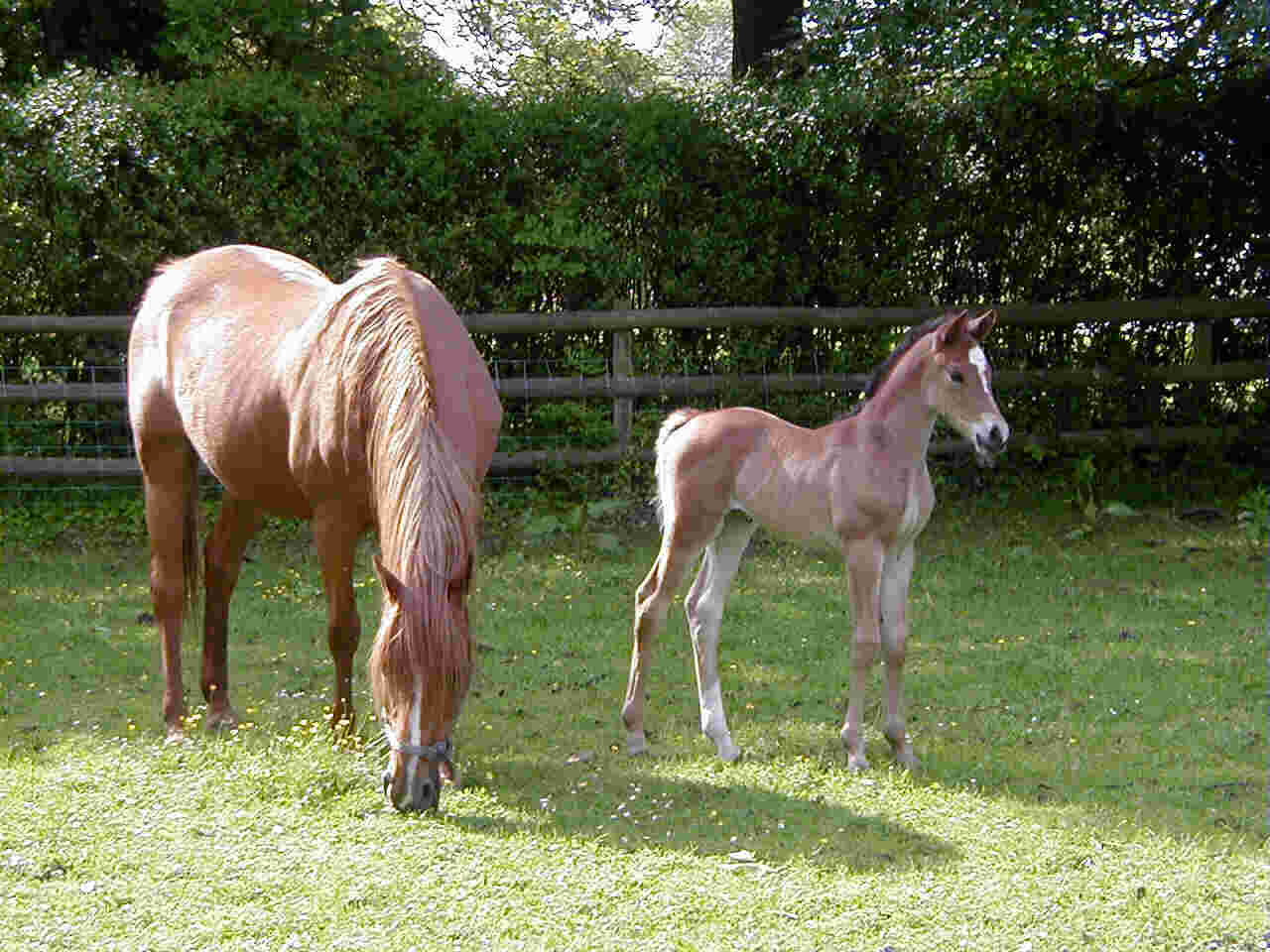 Linnet and Willow (aged 2 weeks)