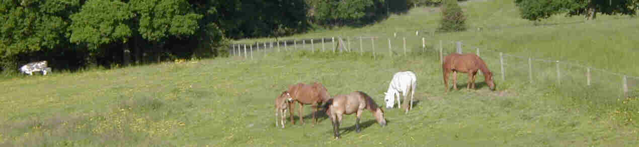 Cattle and horses enjoying spring grass
