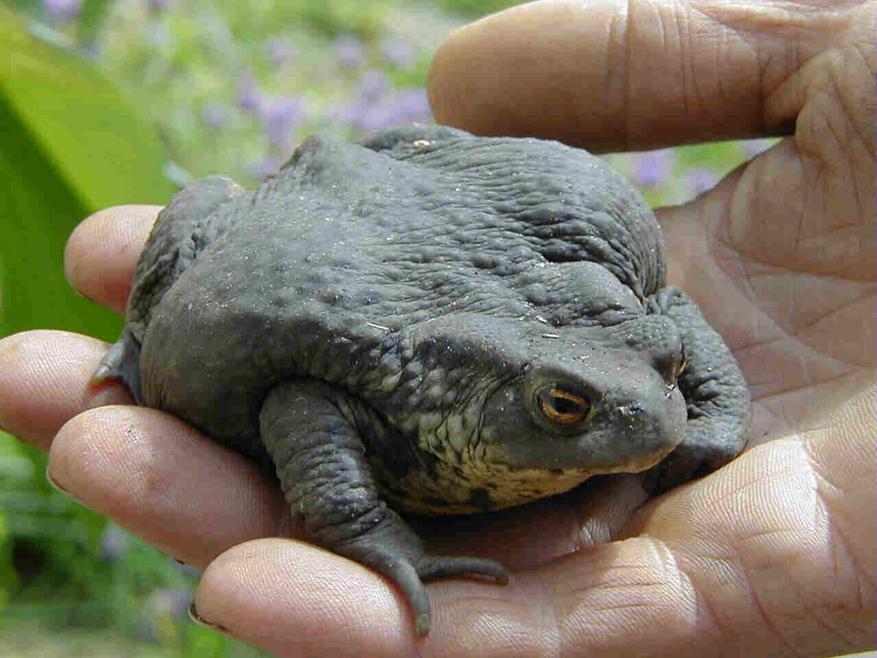 Common toad Bufo bufo