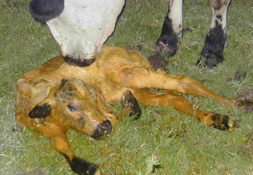 British Yellow calf