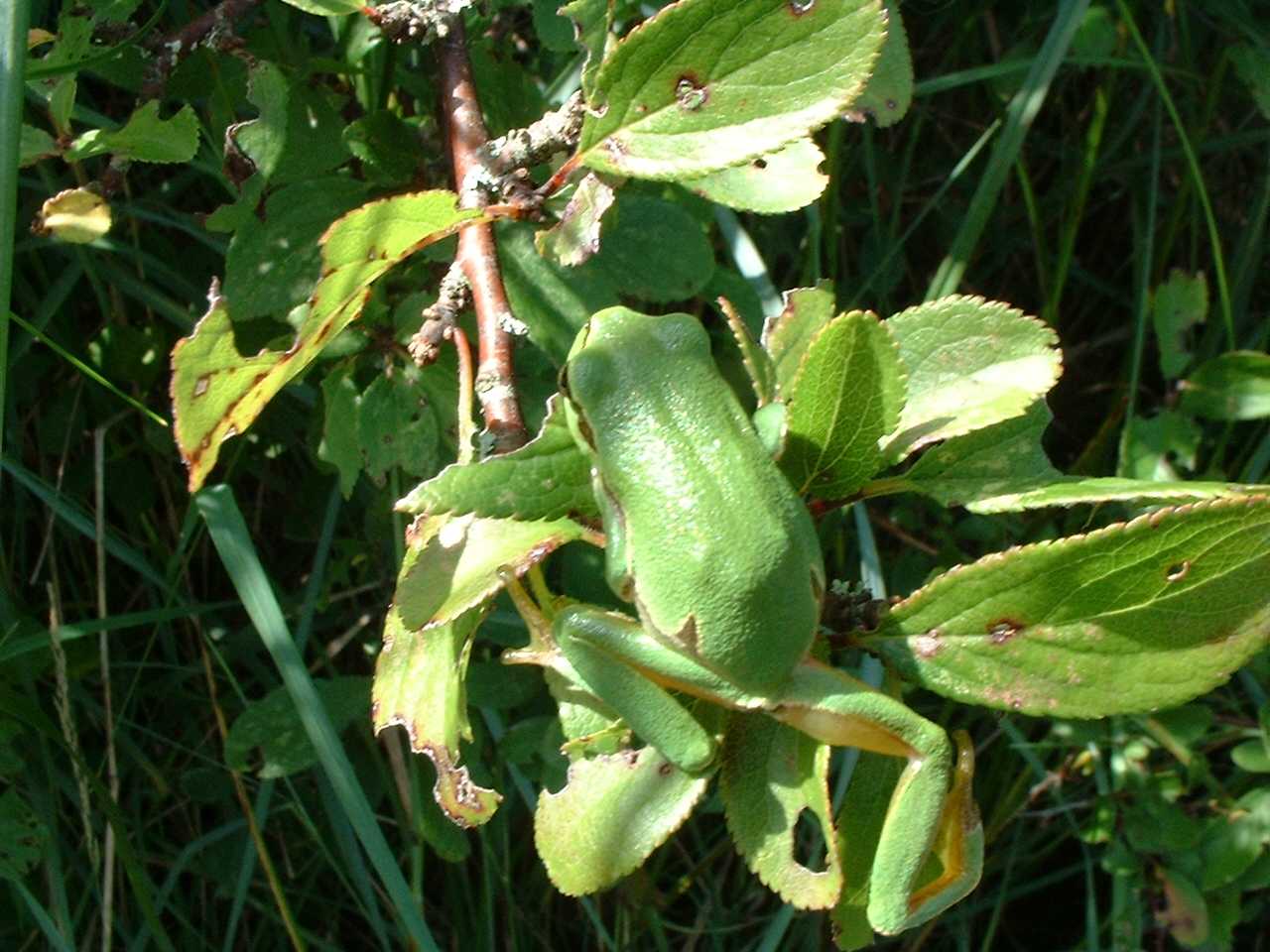 A French frog