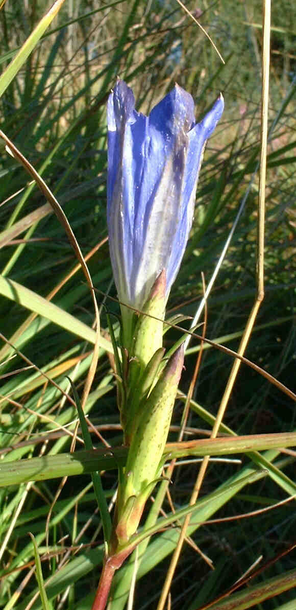 Marsh gentian Gentiana pneumonanthe on Moors River SSSI