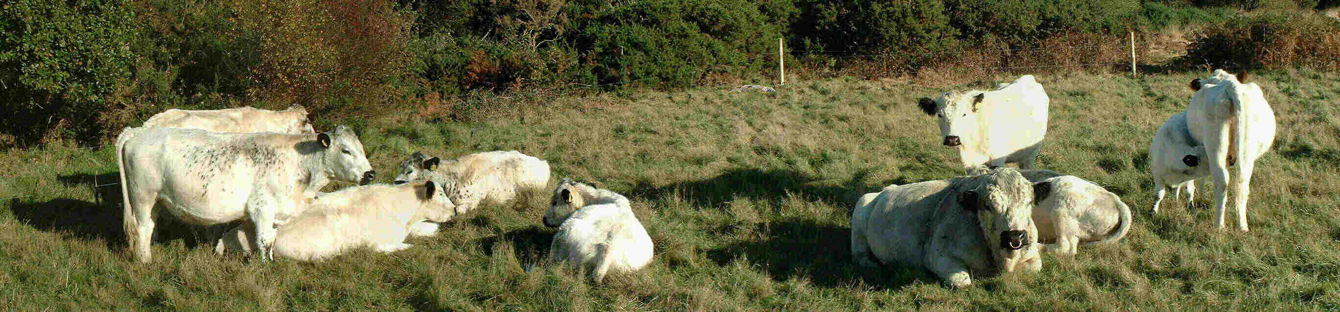 Hillcroft herd