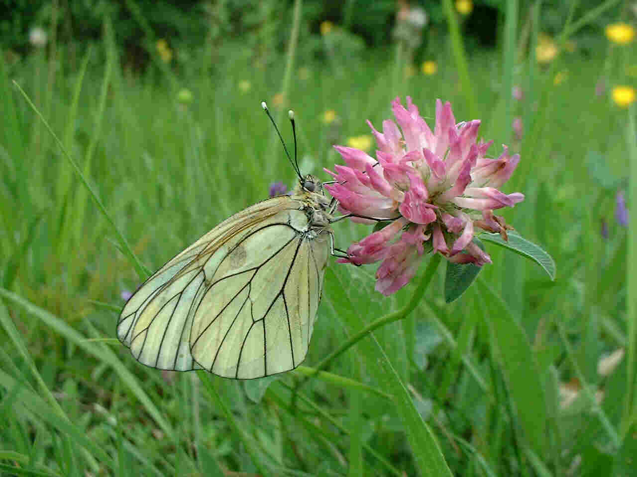 Black-veined white Aporia crataegi
