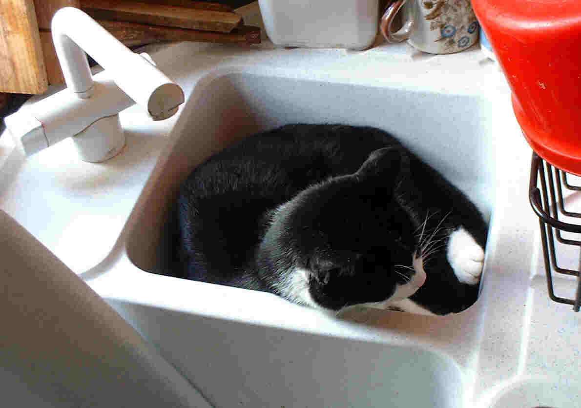 Merry in sink