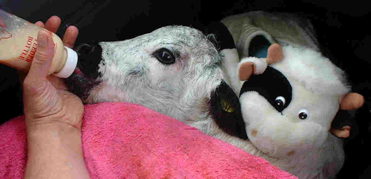 Huckle with hot water bottle