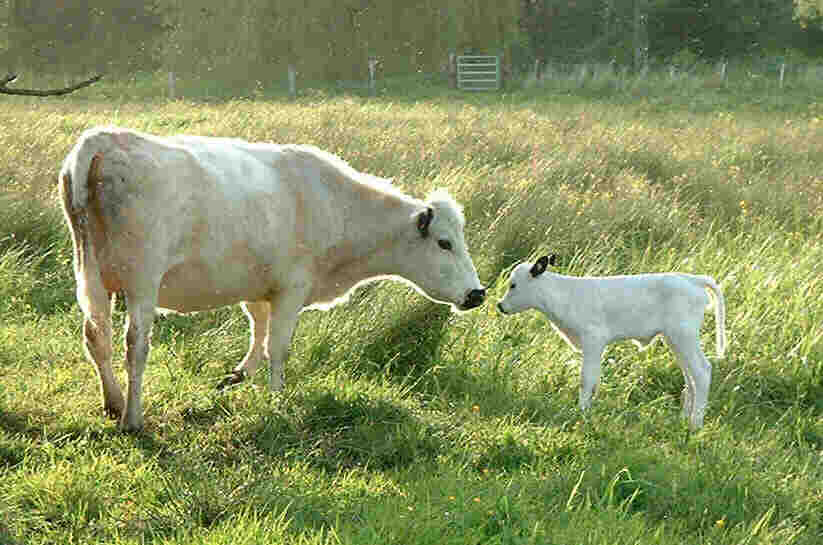 Locket and Lily a few days later 