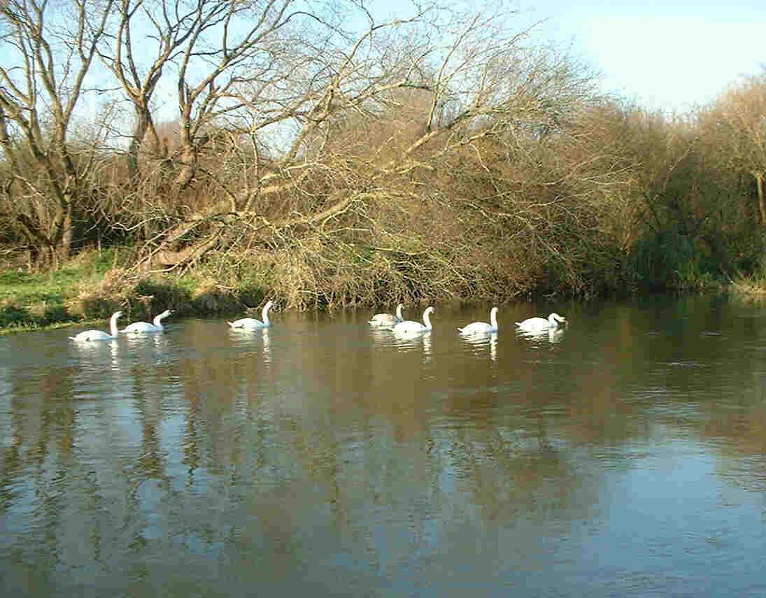 Avon swans a-swimming: mute swan Cygnus olor