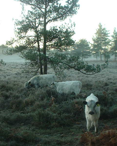 
Calves in frost: December 2003