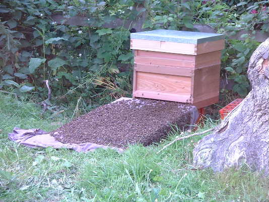 
Hive