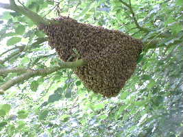 
Swarm