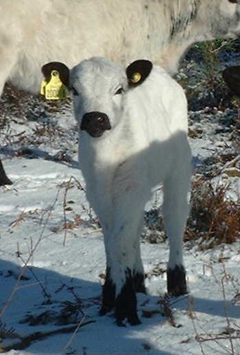 
Bilberry in snow: January 2004