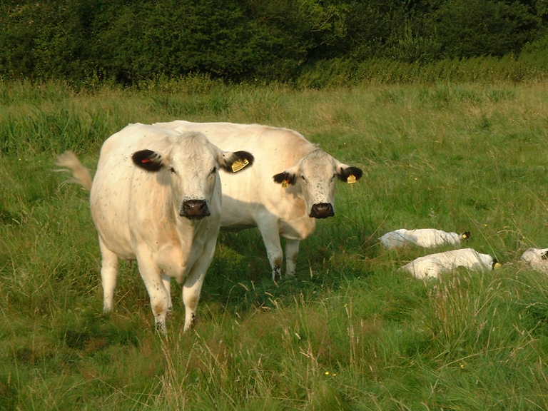 
Dawn, Delilah and their calves
