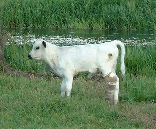 
Romulus with remains of cast