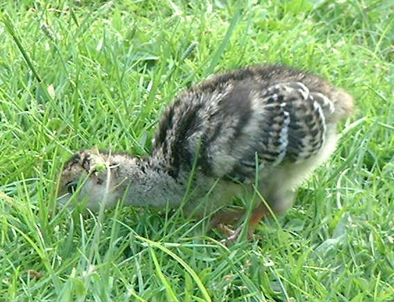 
Turkey chick