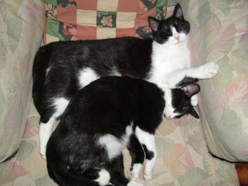 
Pippin and Brandy
