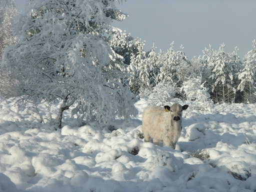 
Steer calf in snow: February 2004